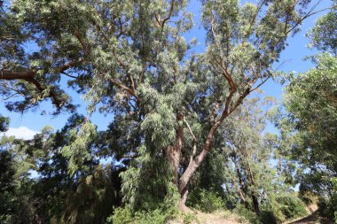 Kuzey İsrail 'deki bir şehir parkında yüksek okaliptüs ağaçları büyüdü. İsrail 'de sıcak yaz 