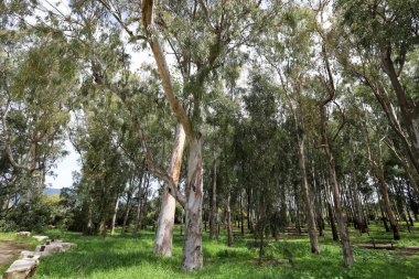 Kuzey İsrail 'deki bir şehir parkında yüksek okaliptüs ağaçları büyüdü. İsrail 'de sıcak yaz 