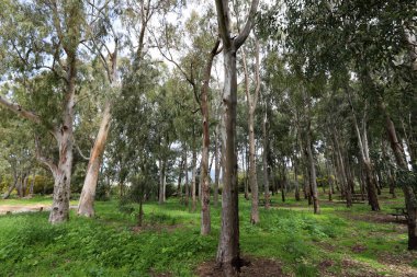 Kuzey İsrail 'deki bir şehir parkında yüksek okaliptüs ağaçları büyüdü. İsrail 'de sıcak yaz 