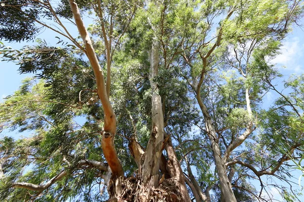 北イスラエルの都市公園で高いユーカリの木が成長した イスラエルの暑い夏 — ストック写真