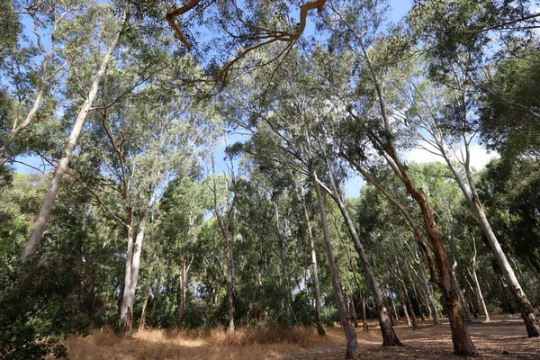 Altas Árvores Eucalipto Cresceram Parque Cidade Norte Israel Verão Quente — Fotografia de Stock