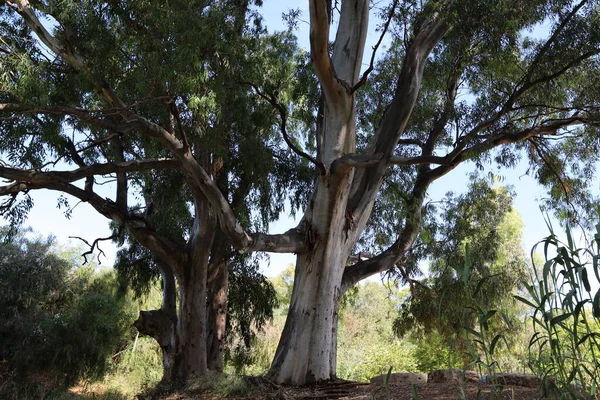 Hohe Eukalyptusbäume Wuchsen Einem Stadtpark Norden Israels Heißer Sommer Israel — Stockfoto