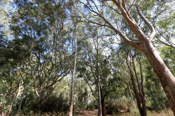 Los Eucaliptos Altos Crecieron Parque Urbano Norte Israel Verano Caliente — Foto de Stock