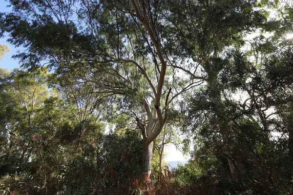 Vysoké Eukalyptové Stromy Rostly Městském Parku Severním Izraeli Horké Léto — Stock fotografie