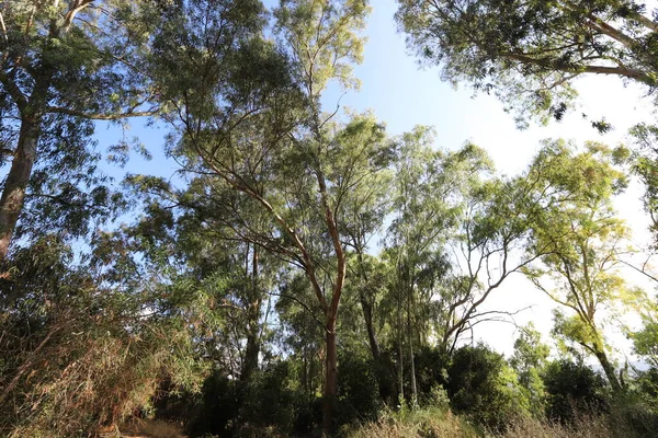 Höga Eukalyptusträd Växte Stadspark Norra Israel Varm Sommar Israel — Stockfoto