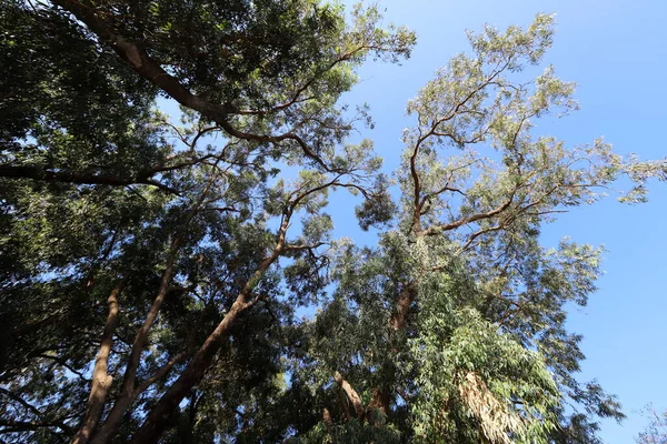 Los Eucaliptos Altos Crecieron Parque Urbano Norte Israel Verano Caliente — Foto de Stock