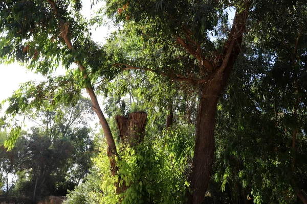 Altas Árvores Eucalipto Cresceram Parque Cidade Norte Israel Verão Quente — Fotografia de Stock