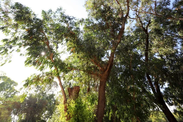 Los Eucaliptos Altos Crecieron Parque Urbano Norte Israel Verano Caliente — Foto de Stock