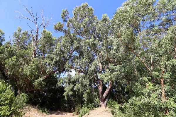 Los Eucaliptos Altos Crecieron Parque Urbano Norte Israel Verano Caliente — Foto de Stock