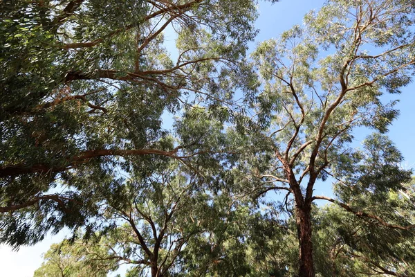 Los Eucaliptos Altos Crecieron Parque Urbano Norte Israel Verano Caliente — Foto de Stock