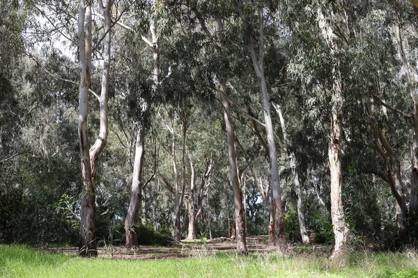 Magas Eukaliptusz Fák Nőttek Egy Észak Izraeli Városi Parkban Meleg — Stock Fotó