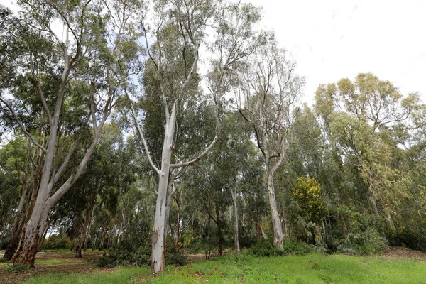 Höga Eukalyptusträd Växte Stadspark Norra Israel Varm Sommar Israel — Stockfoto