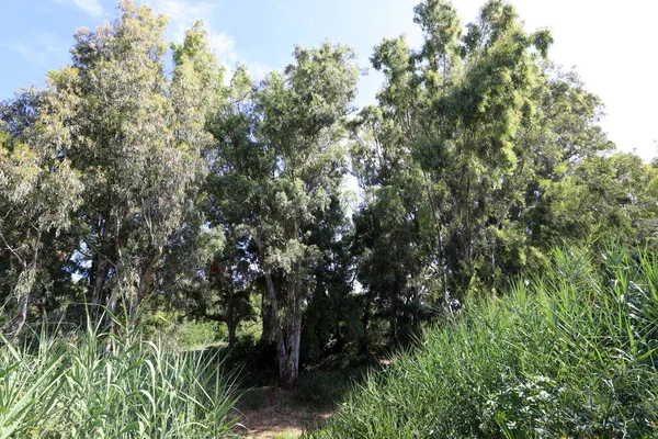 Wysokie Drzewa Eukaliptusowe Rosły Parku Miejskim Północnym Izraelu Gorące Lato — Zdjęcie stockowe