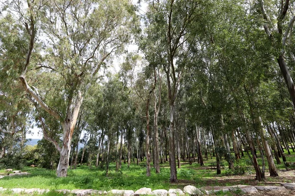 Los Eucaliptos Altos Crecieron Parque Urbano Norte Israel Verano Caliente — Foto de Stock