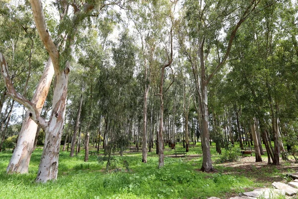 Altas Árvores Eucalipto Cresceram Parque Cidade Norte Israel Verão Quente — Fotografia de Stock