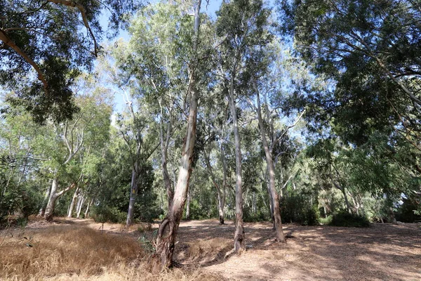 Höga Eukalyptusträd Växte Stadspark Norra Israel Varm Sommar Israel — Stockfoto