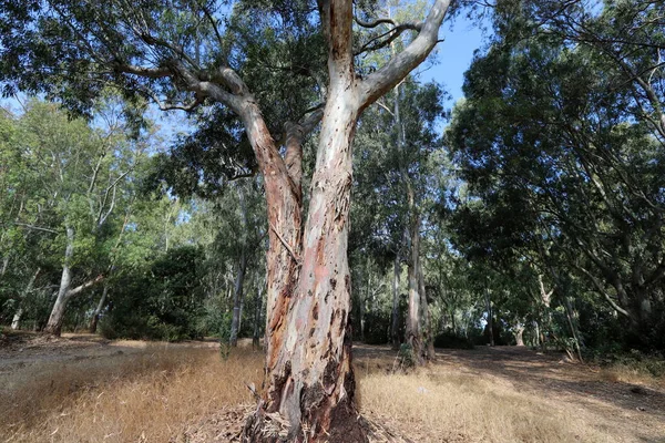 Los Eucaliptos Altos Crecieron Parque Urbano Norte Israel Verano Caliente — Foto de Stock