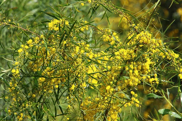 Mimosa Flori Într Parc Oraș Din Nordul Israelului Vara Caldă — Fotografie, imagine de stoc
