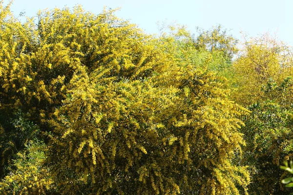 Mimosa Fleurit Dans Parc Ville Dans Nord Israël Été Chaud — Photo