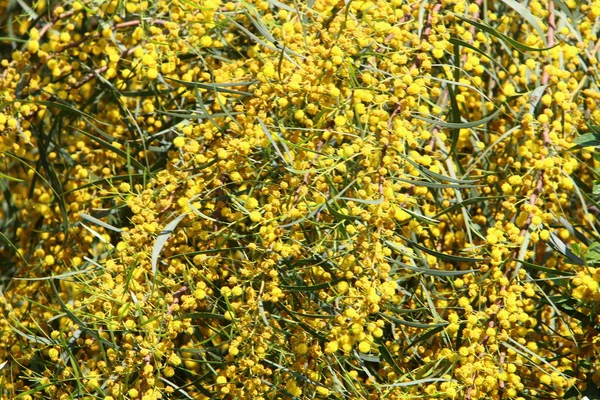 Mimosa Flori Într Parc Oraș Din Nordul Israelului Vara Caldă — Fotografie, imagine de stoc