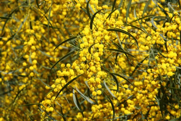 Mimosa Fleurit Dans Parc Ville Dans Nord Israël Été Chaud — Photo