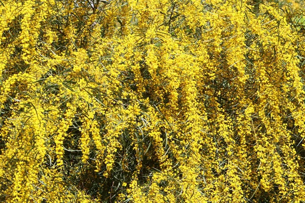 Mimosa Blüht Einem Stadtpark Norden Israels Heißer Sommer Israel — Stockfoto