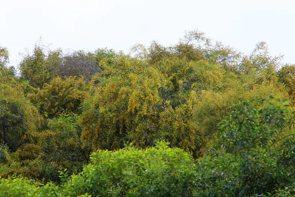 Mimosa Floresce Parque Cidade Norte Israel Verão Quente Israel — Fotografia de Stock