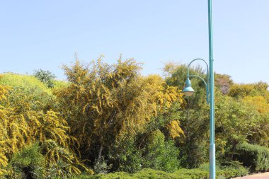 Mimosa çiçekleri İsrail 'in kuzeyindeki bir şehir parkında. İsrail 'de sıcak yaz 
