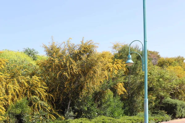 Mimosa Květiny Městském Parku Severu Izraele Horké Léto Izraeli — Stock fotografie
