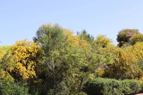 Цветы Мимозы Городском Парке Севере Израиля Жаркое Лето Израиле — стоковое фото