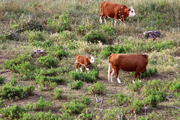 Αγελάδες Βόσκουν Ένα Ξέφωτο Στο Βόρειο Ισραήλ Ζεστό Καλοκαίρι Στο — Φωτογραφία Αρχείου