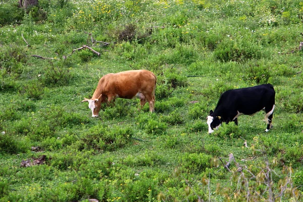 以色列北部的一片森林里 奶牛正在吃草 以色列炎热的夏天 — 图库照片