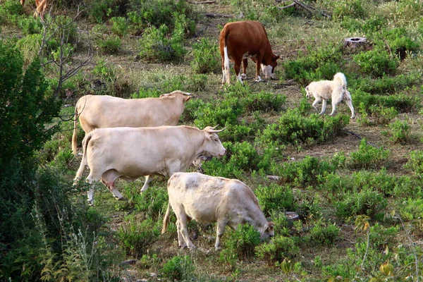 Mucche Pascolano Una Radura Forestale Nel Nord Israele Estate Calda — Foto Stock