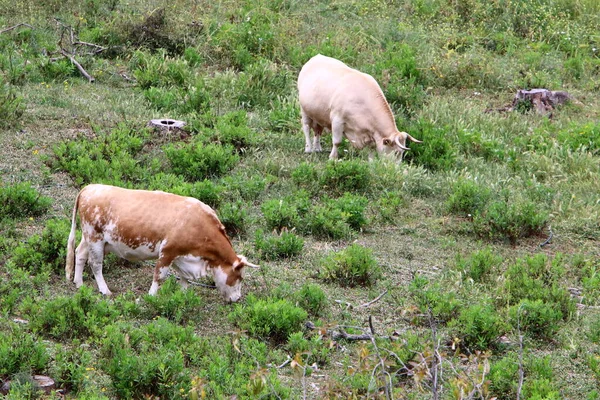 Las Vacas Pastan Claro Bosque Norte Israel Verano Caliente Israel — Foto de Stock