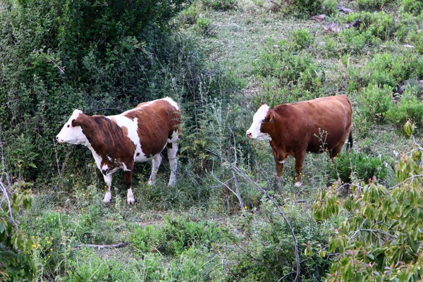 Kühe Grasen Auf Einer Waldlichtung Norden Israels Heißer Sommer Israel — Stockfoto