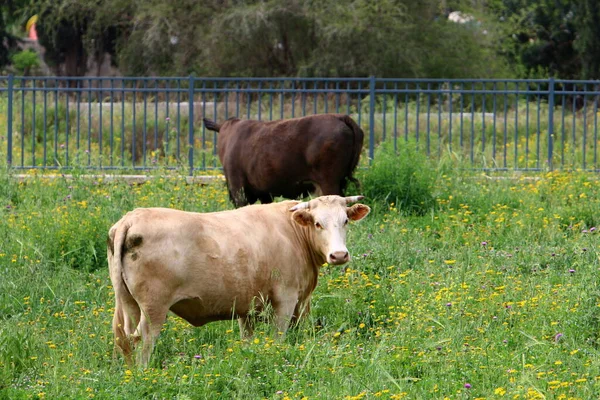 Krowy Pasą Się Leśnej Polanie Północnym Izraelu Gorące Lato Izraelu — Zdjęcie stockowe