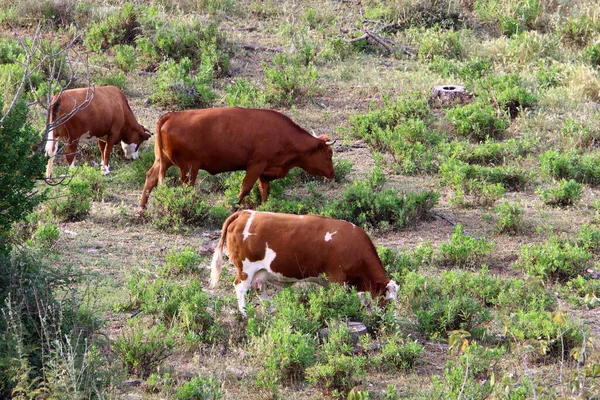 Vacas Pastam Numa Clareira Florestal Norte Israel Verão Quente Israel — Fotografia de Stock