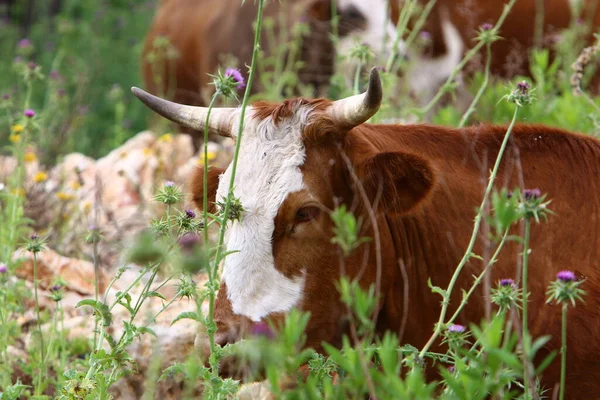 Krowy Pasą Się Leśnej Polanie Północnym Izraelu Gorące Lato Izraelu — Zdjęcie stockowe