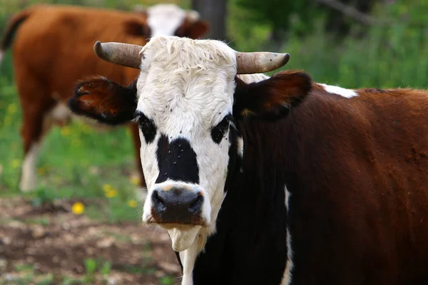 İnekler İsrail 'in kuzeyindeki bir ormanda otlar. İsrail 'de sıcak yaz 