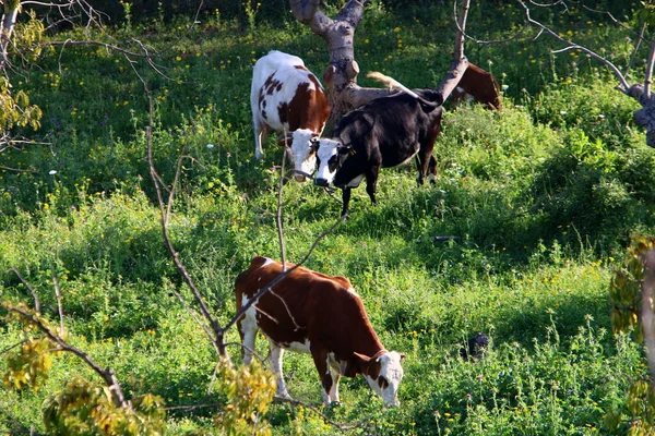 Krowy Pasą Się Leśnej Polanie Północnym Izraelu Gorące Lato Izraelu — Zdjęcie stockowe