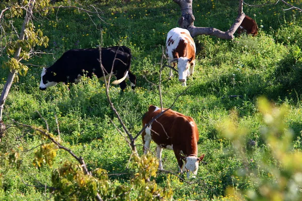 Las Vacas Pastan Claro Bosque Norte Israel Verano Caliente Israel —  Fotos de Stock