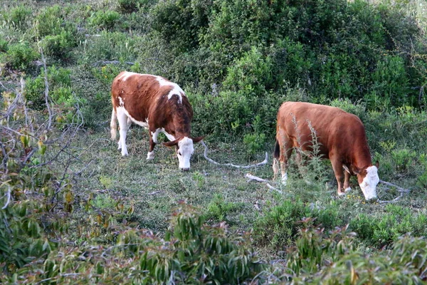 Les Vaches Paissent Dans Une Clairière Forestière Dans Nord Israël — Photo