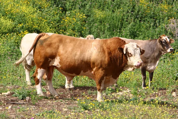 Mucche Pascolano Una Radura Forestale Nel Nord Israele Estate Calda — Foto Stock