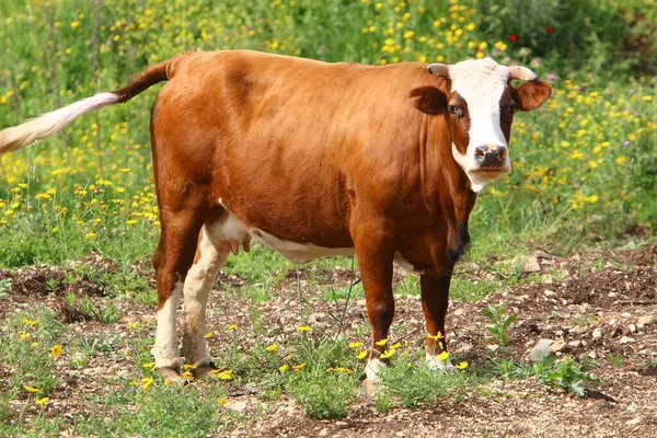 Las Vacas Pastan Claro Bosque Norte Israel Verano Caliente Israel —  Fotos de Stock