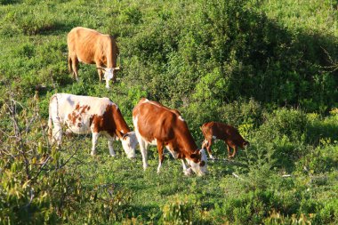 İnekler İsrail 'in kuzeyindeki bir ormanda otlar. İsrail 'de sıcak yaz 