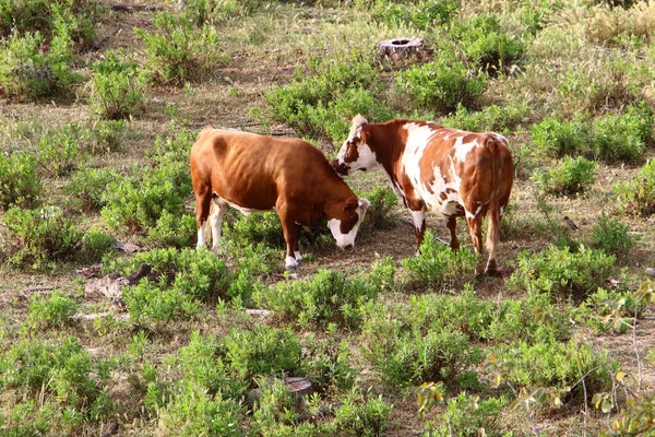 Krowy Pasą Się Leśnej Polanie Północnym Izraelu Gorące Lato Izraelu — Zdjęcie stockowe