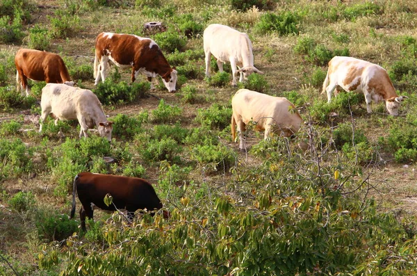 Mucche Pascolano Una Radura Forestale Nel Nord Israele Estate Calda — Foto Stock