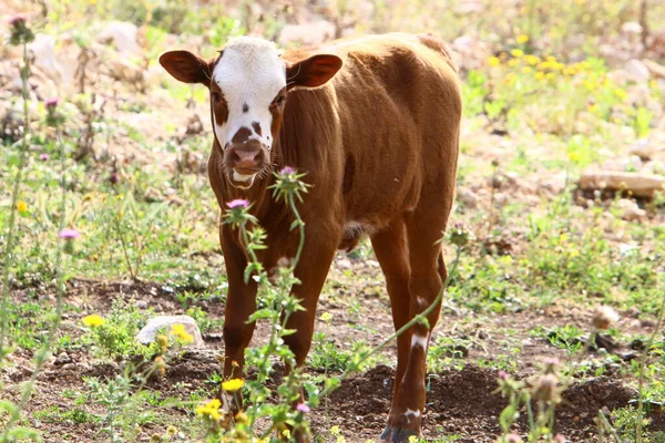 Mucche Pascolano Una Radura Forestale Nel Nord Israele Estate Calda — Foto Stock