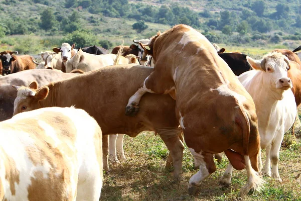 Les Vaches Paissent Dans Une Clairière Forestière Dans Nord Israël — Photo