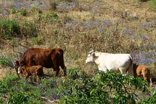 Las Vacas Pastan Claro Bosque Norte Israel Verano Caliente Israel —  Fotos de Stock